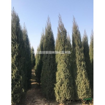 【連翹球】 連翹球_報價表_圖片_產(chǎn)地行情-球類植物
