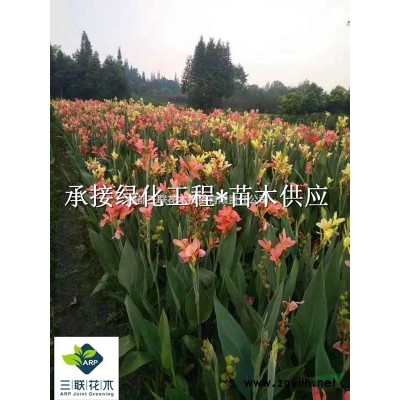 供應金葉假連翹  金葉假連翹成都供應商、金葉假連翹照片、金葉