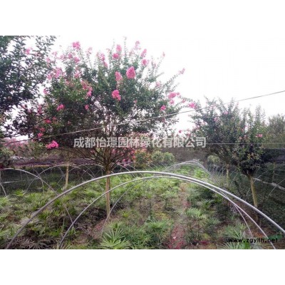 茶梅地苗多少錢一棵 哪里有茶梅地苗、杯苗基地