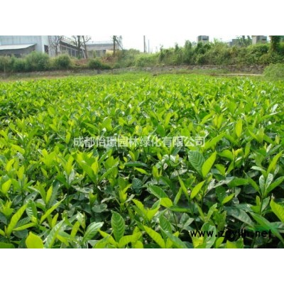 金葉連翹種植基地   金葉連翹*新價格