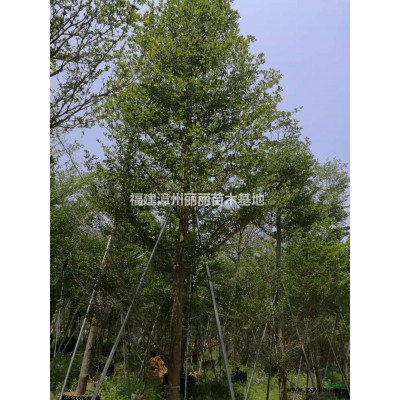 福建供應(yīng)茶梅規(guī)格*