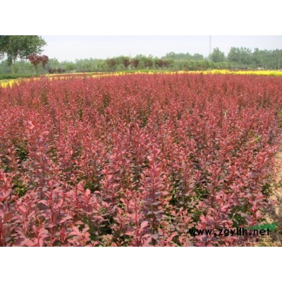 紅王子錦帶,十大功勞,劍麻,絲蘭,薔微,金絲桃,金鐘,連翹