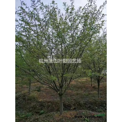 供應精品叢生花石榴及單桿花石榴