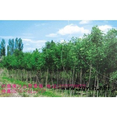潢川苗圃報價連翹,紅瑞木,云南黃馨,花石榴,迎春,木槿,杜鵑