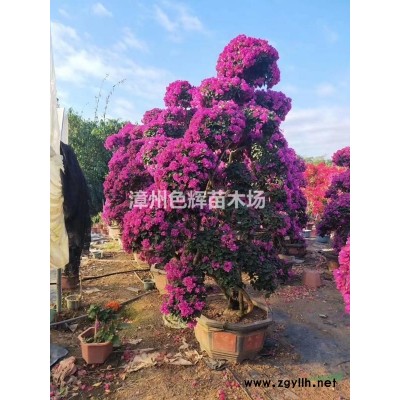 福建供應(yīng)金邊假連翹，深山含笑