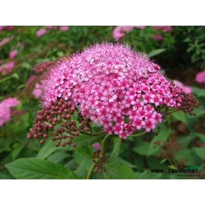 梔子價(jià)格、連翹價(jià)格、十大功勞價(jià)格、劍麻價(jià)格、薔微價(jià)格表