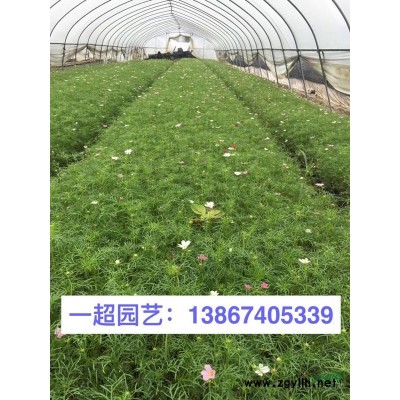 花石榴