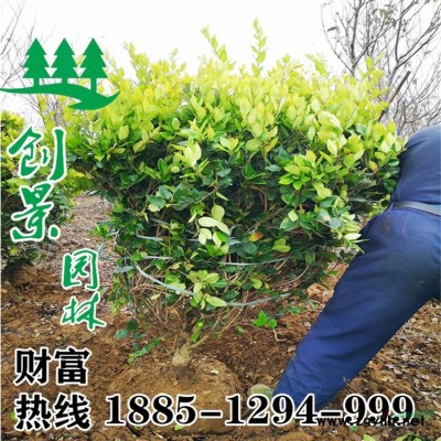 【臘梅】臘梅價格_沭陽臘梅采購/批發(fā)_沭陽臘梅種植