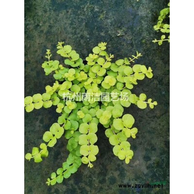 大量供應(yīng)貼梗海棠叢生 獨(dú)桿 臘梅