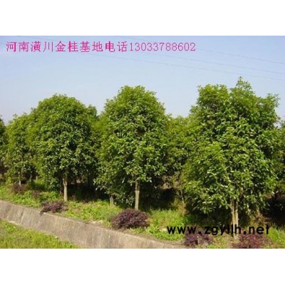 綠化花木花石榴價格,七葉樹價格,紅瑞木價格,銀杏價格表