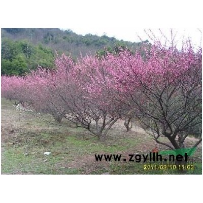 日本晚櫻,紫葉矮櫻,花石榴,紅瑞木,塔柏,蜀檜,河南檜