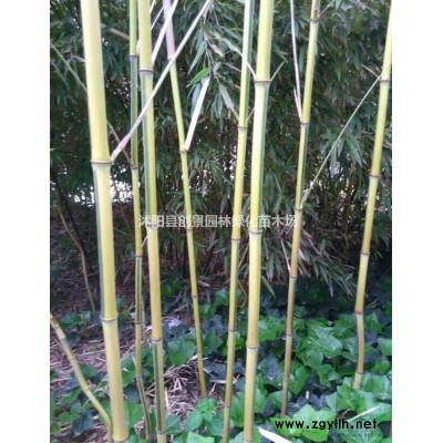 叢生丁香價格，叢生丁香種植基地，叢生丁香批發(fā)就到創(chuàng)景苗木場