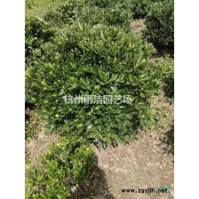 供應10-30分枝連翹球