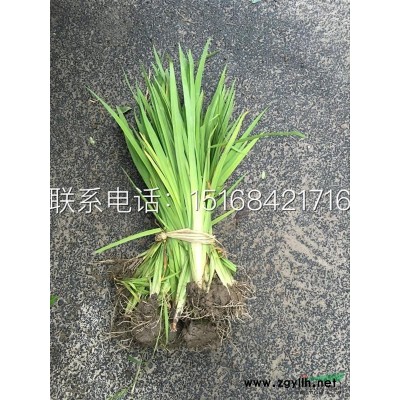 低價直銷迎春、連翹、繡線菊、金葉女貞、水蠟等