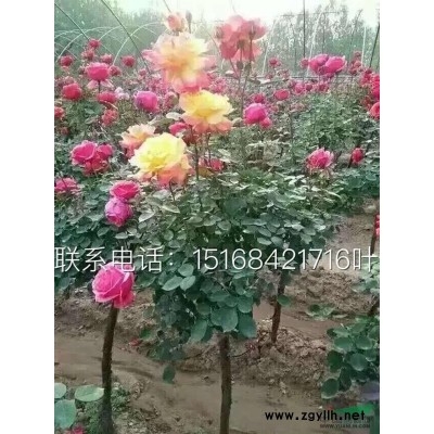大量供應連翹，黃金條 銀春 細葉小檗 紅帽子月季 金邊麥冬等