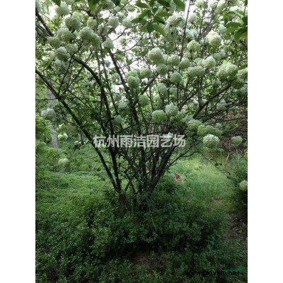 茶梅小杯供應 自產自銷 聯系
