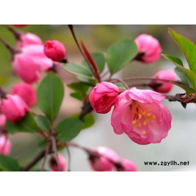 工程花木價(jià)格連翹,迎春,金鐘花,云南黃素馨,小葉女貞
