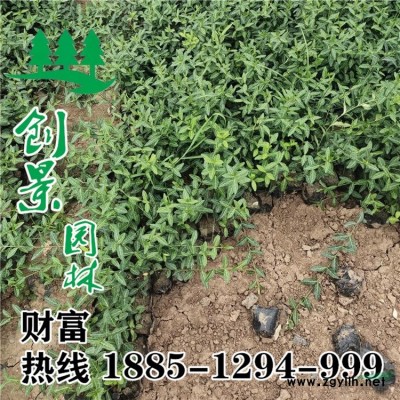 花石榴、優(yōu)質(zhì)花石榴  花石榴苗基地直供 _低價出售
