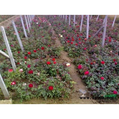 薔微,金絲桃,金鐘,連翹,迎春,云南黃馨,結(jié)香,春杜鵑,春鵑