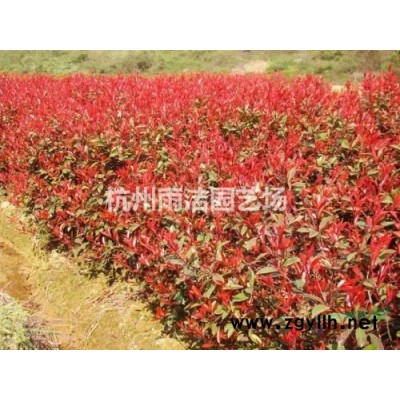大（小）葉黃楊、紅瑞木、石楠、女貞、連翹、棣棠