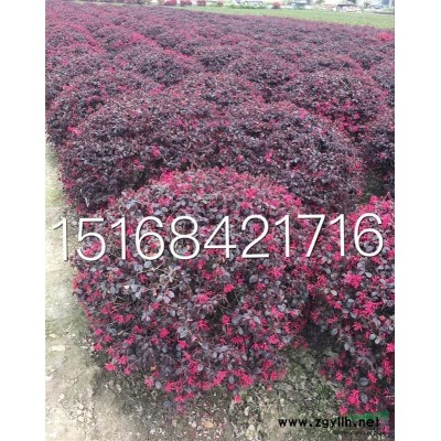 浙江地區供應供應紅王子錦帶、紅瑞木、青珊瑚、紫荊