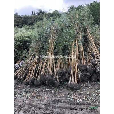 毛葉丁香球*新報價  毛葉丁香球供應基地