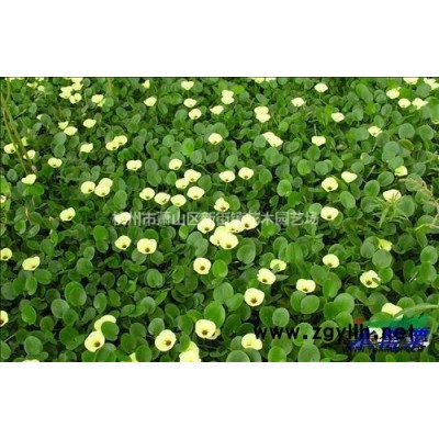 供應鐵桿海棠、矮海棠、連翹小苗