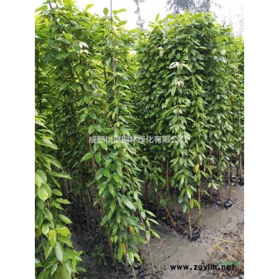 怡璟園林大量出售金葉連翹杯苗 金葉連翹相關圖片