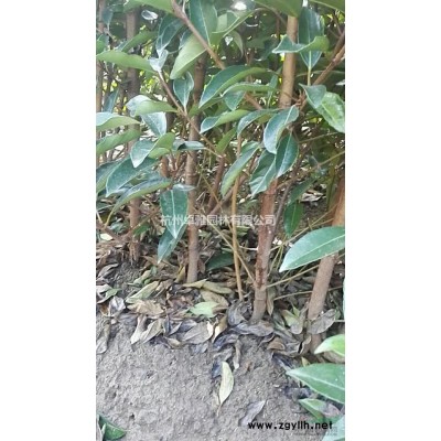 各種規(guī)格臘梅 蕭山毛球,蕭山小苗,工程用苗專業(yè)配送