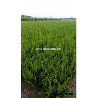 大量花石榴，2020年花石榴，蕭山苗木，蕭山苗木直銷