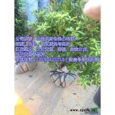 供應迎春、連翹、繡線菊、金葉女貞、水蠟等