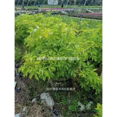 浙江紫葉狼尾草 杭州紫葉狼尾草哪里好/哪家便宜