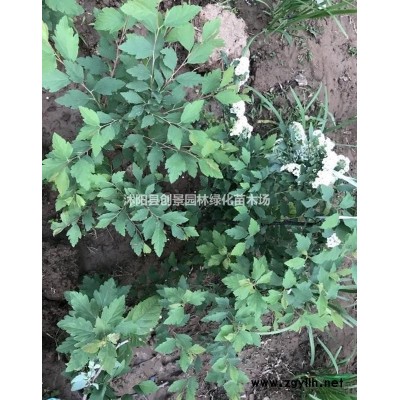 【連翹】連翹苗_價格_圖片_產(chǎn)地報價表