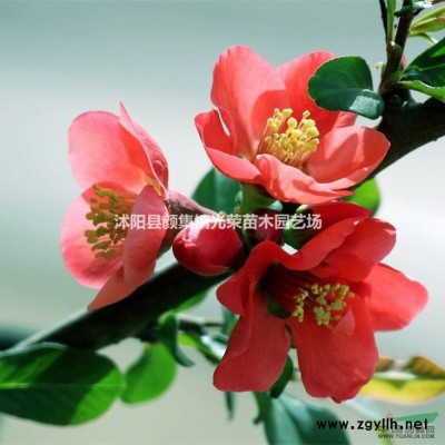 江蘇連翹*新價(jià)格