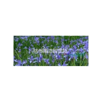 供應繡線菊、水蠟、連翹、貼梗海棠、棣棠、黃楊