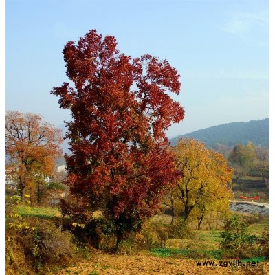 冠徑15-300公分連翹價(jià)格,黃山欒樹價(jià)格,迎春價(jià)格表