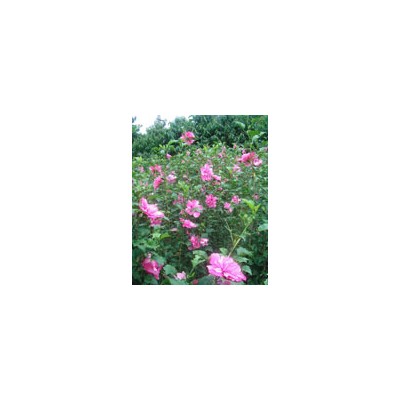 連翹,迎春,云南黃馨,結(jié)香,春杜鵑,春鵑,毛鵑,夏鵑,紫鵑