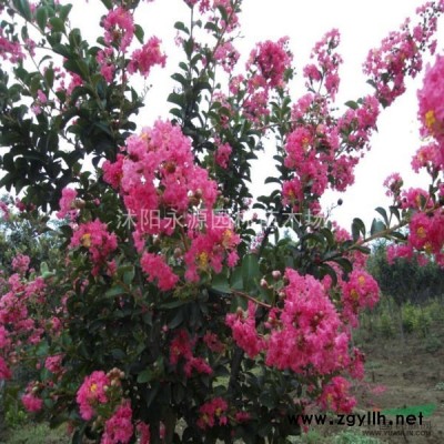 江蘇花石榴