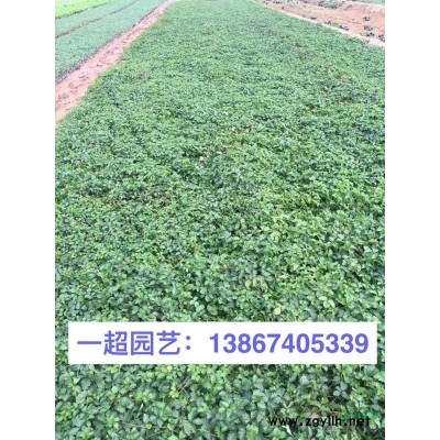 山菅蘭 山菅蘭小杯苗
