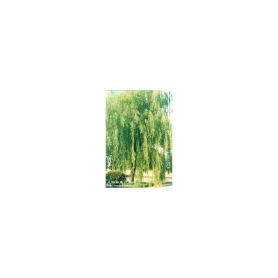 火棘價(jià)格,南天竹價(jià)格,紅花繼木價(jià)格,海桐價(jià)格連翹價(jià)格劍麻價(jià)格