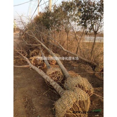 沭陽金絲梅基地價格--2~12公分規(guī)格*--金絲梅樹苗