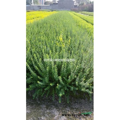 蕭山出售旱傘草，2020年旱傘草價格，旱傘草