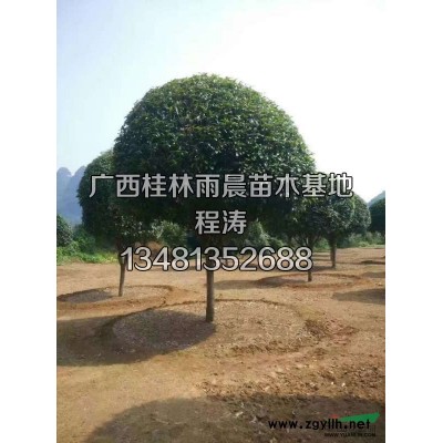 廣西桂花樹(shù) 金桂 銀桂 八月桂 大桂花樹(shù) 綠化植物 基地直供