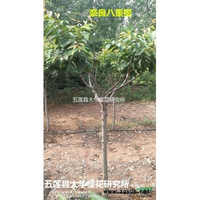 山東地區供應飛寒櫻小苗