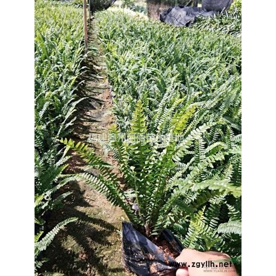 福建[產(chǎn)品]/福建銀邊假連翹價(jià)格/報(bào)價(jià)
