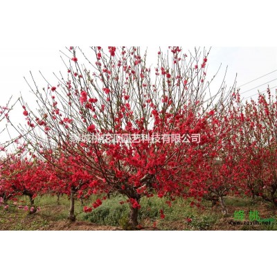 供應(yīng)*60多個(gè)品種碧桃
