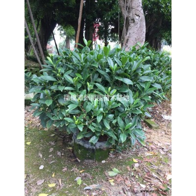 福建福建漳州批發(fā)/供應(yīng)
