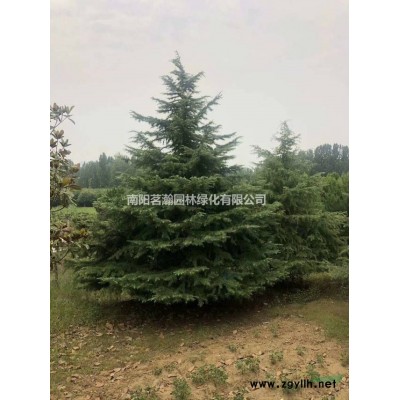 供應(yīng)精品紅花繼木球 海量 河南南陽貨源