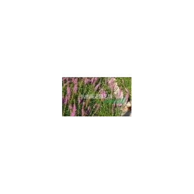 苗圃低價(jià)直銷 茶梅球（高桿茶梅、低桿茶梅）桂花樹 龜甲冬青球 紅花繼木球 歡迎聯(lián)系