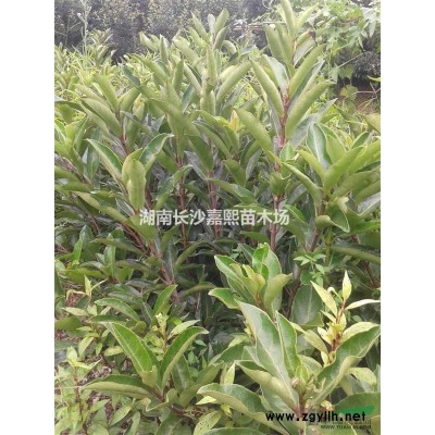 湖南各種規格桂花.3-30公分廣玉蘭.5-100香樟